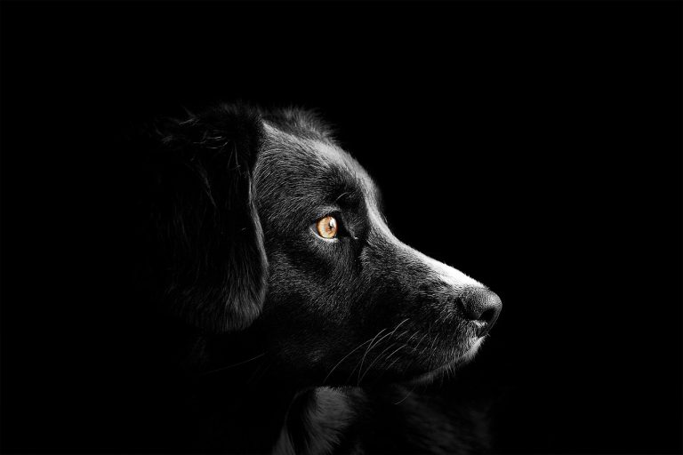 Dog Poop Pickup in Berkley Michigan