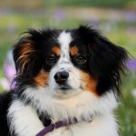 Dog Poop Pickup in Berkley Michigan