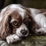 Dog Poop Pickup in Berkley Michigan