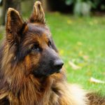Dog Poop Pickup in Berkley Michigan