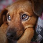 Dog Poop Pickup in Berkley Michigan