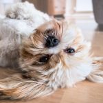 Dog Poop Pickup in Berkley Michigan