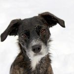 Dog Poop Pickup in Berkley Michigan