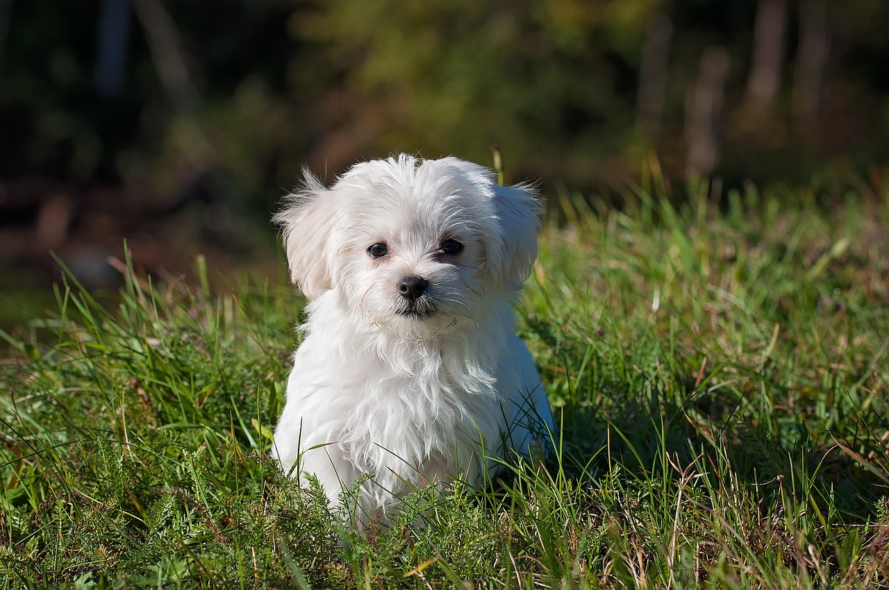 Dog Poop Pickup in Berkley Michigan